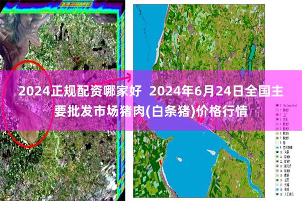 2024正规配资哪家好  2024年6月24日全国主要批发市场猪肉(白条猪)价格行情